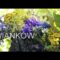 [ID: S_2vAoo8exc] Youtube Automatic